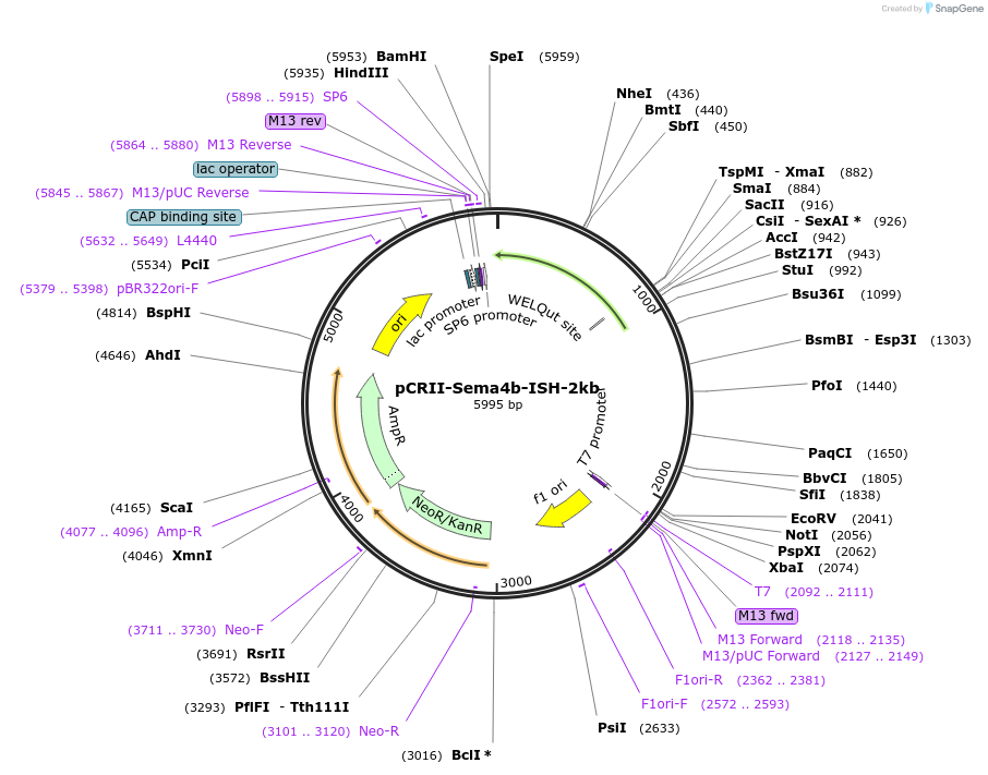 68030-plasmid-map-sequence-id-118656