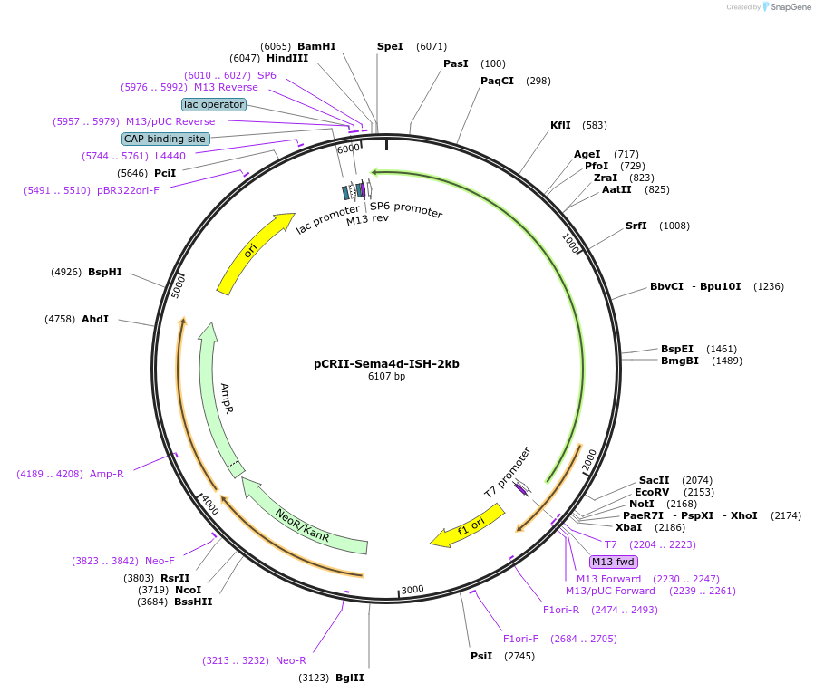 68032-plasmid-map-sequence-id-118658