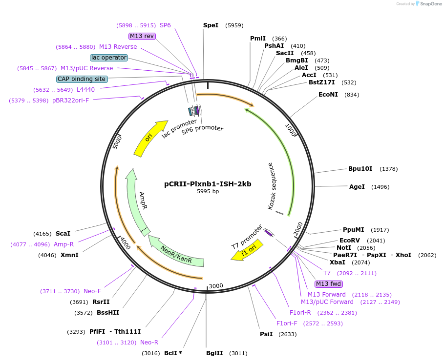 68035-plasmid-map-sequence-id-118662