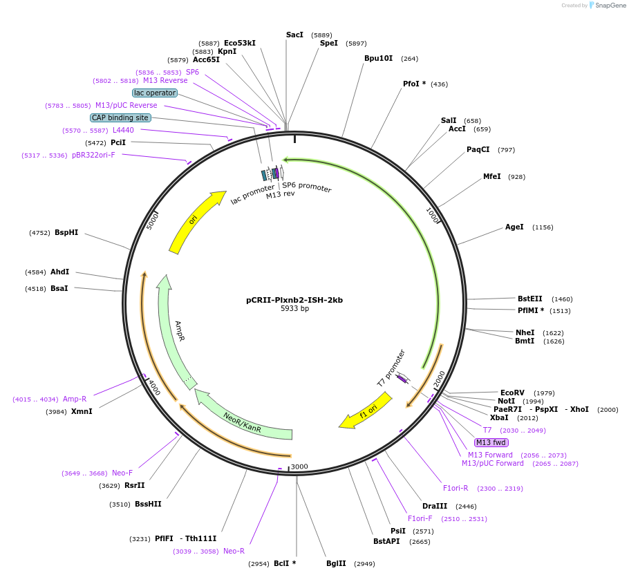 68036-plasmid-map-sequence-id-118664