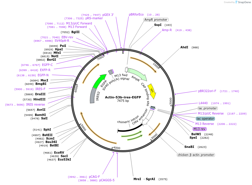 25459-plasmid-map-sequence-id-11867