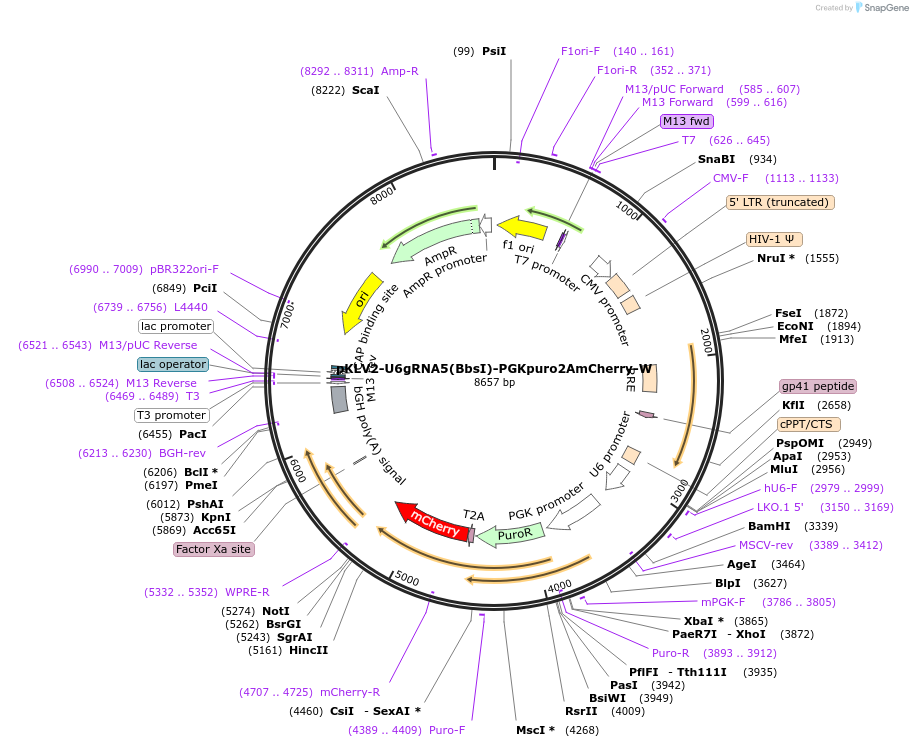 67977-plasmid-map-sequence-id-118694