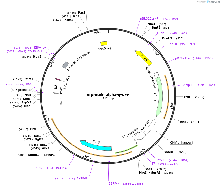 66081-plasmid-map-sequence-id-118921