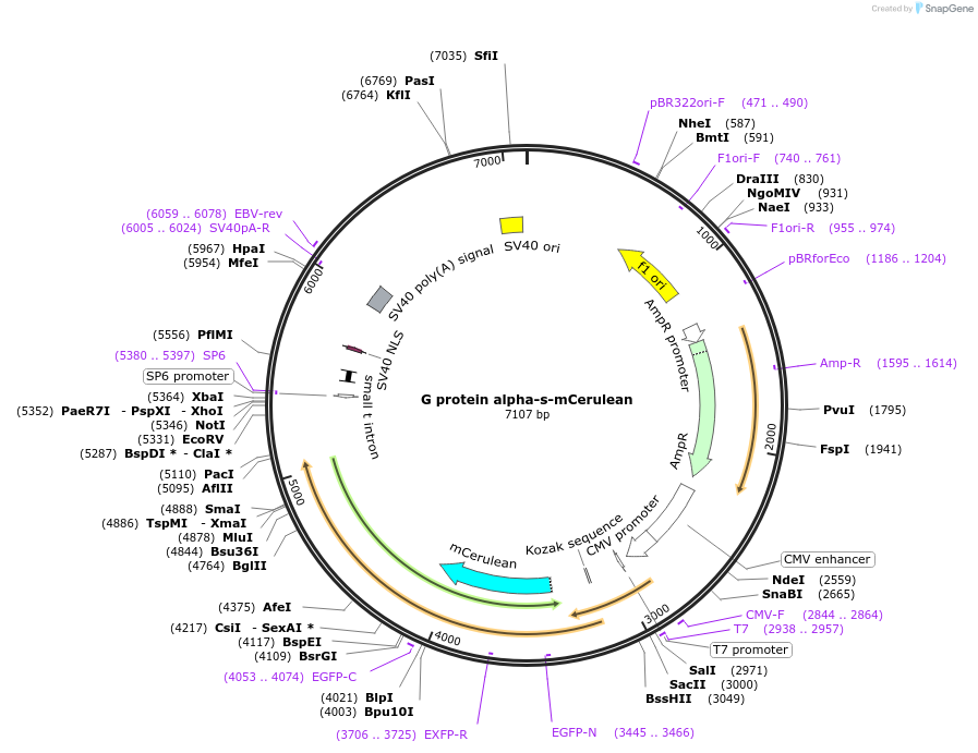 66084-plasmid-map-sequence-id-118926