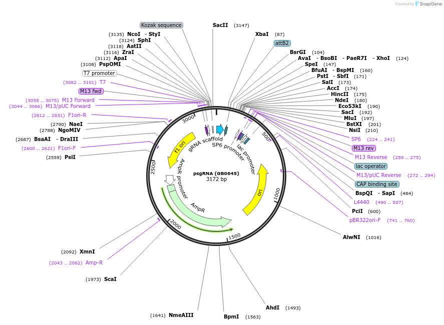 68210-plasmid-map-sequence-id-119062