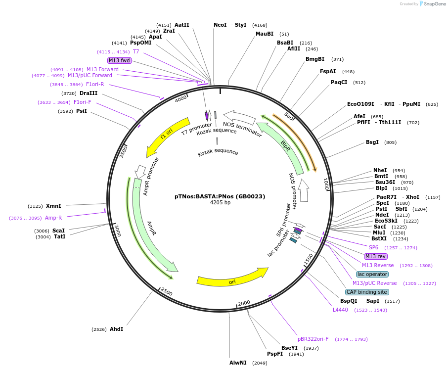 68211-plasmid-map-sequence-id-119063