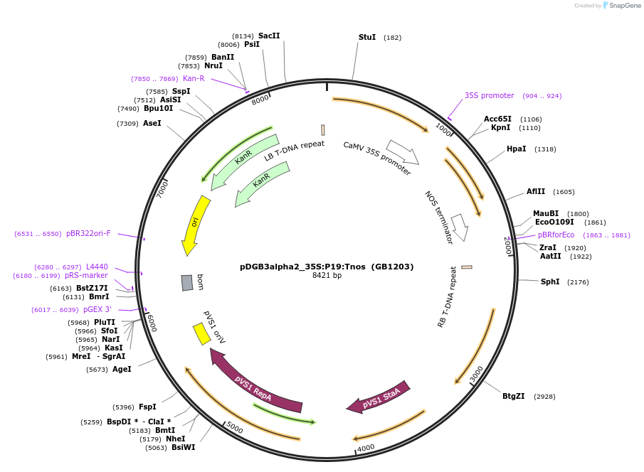 68214-plasmid-map-sequence-id-119066