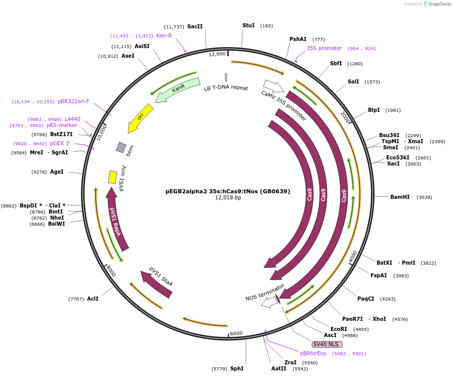 68222-plasmid-map-sequence-id-119074
