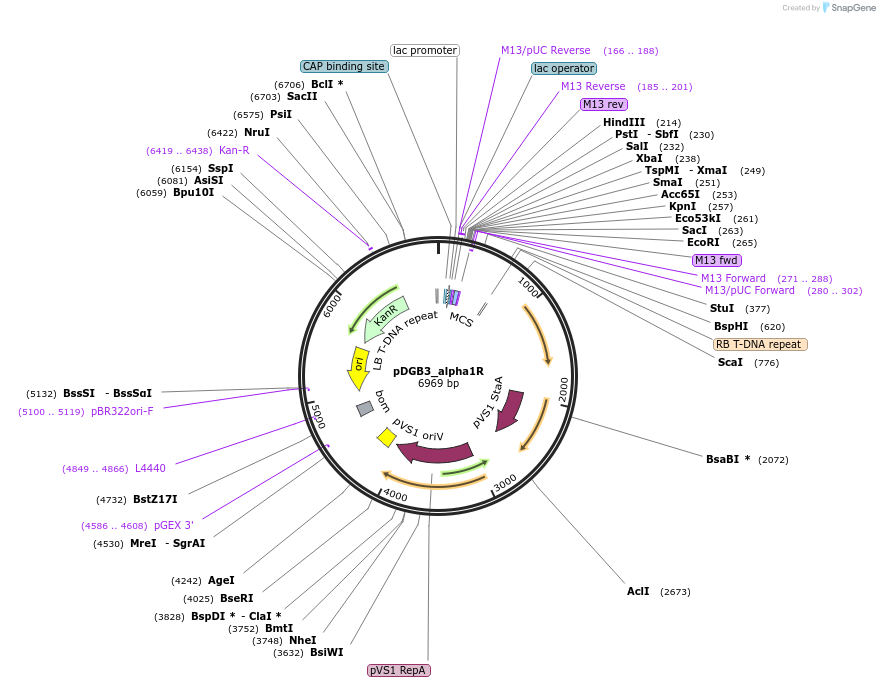 68230-plasmid-map-sequence-id-119082