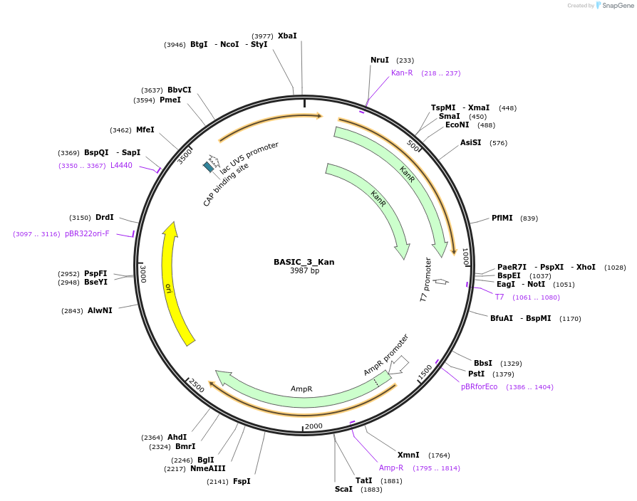 68137-plasmid-map-sequence-id-119101