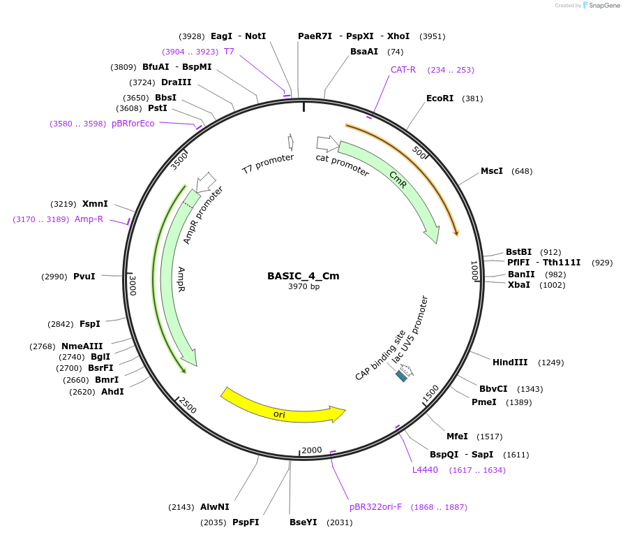 68138-plasmid-map-sequence-id-119102