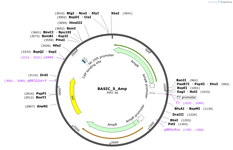 68139-plasmid-map-sequence-id-119103