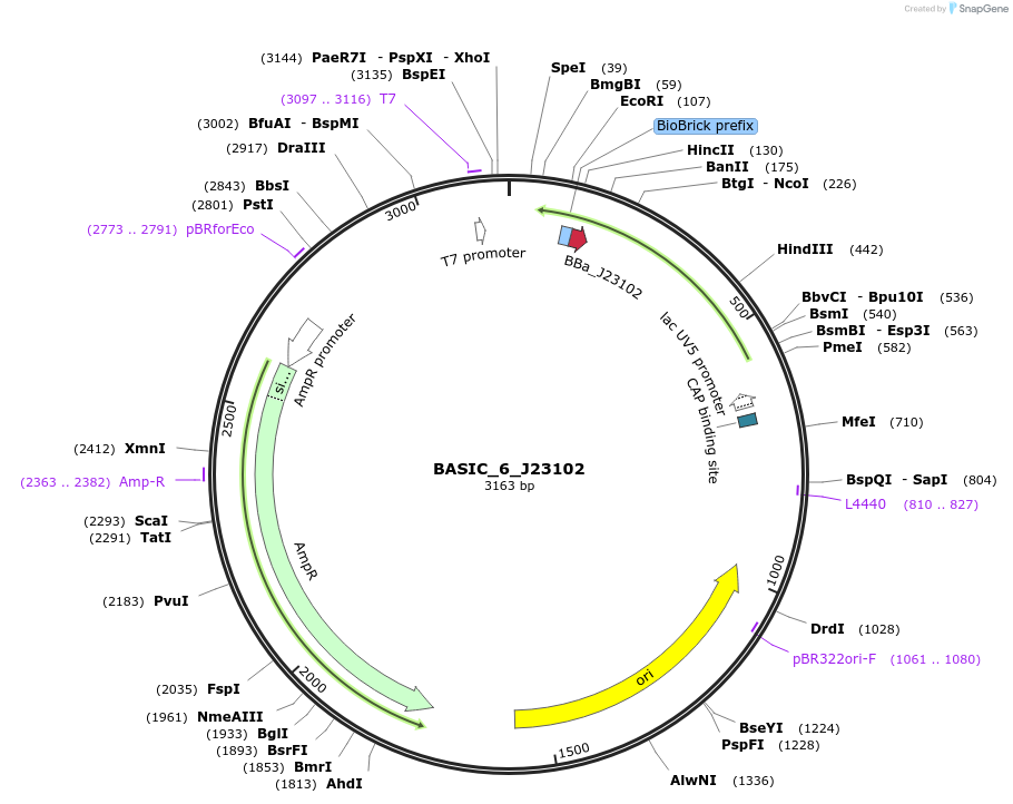 68140-plasmid-map-sequence-id-119104
