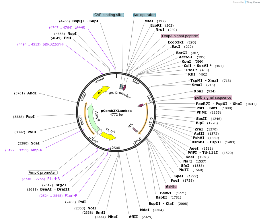 63892-plasmid-map-sequence-id-119139