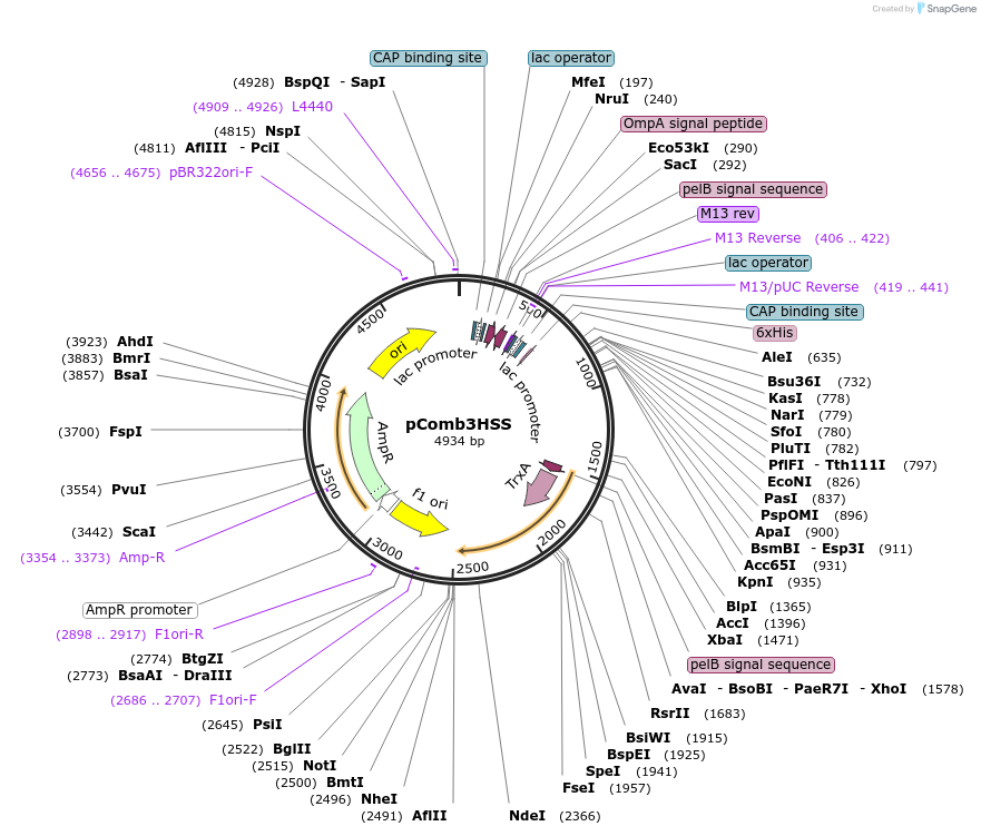 64133-plasmid-map-sequence-id-119143