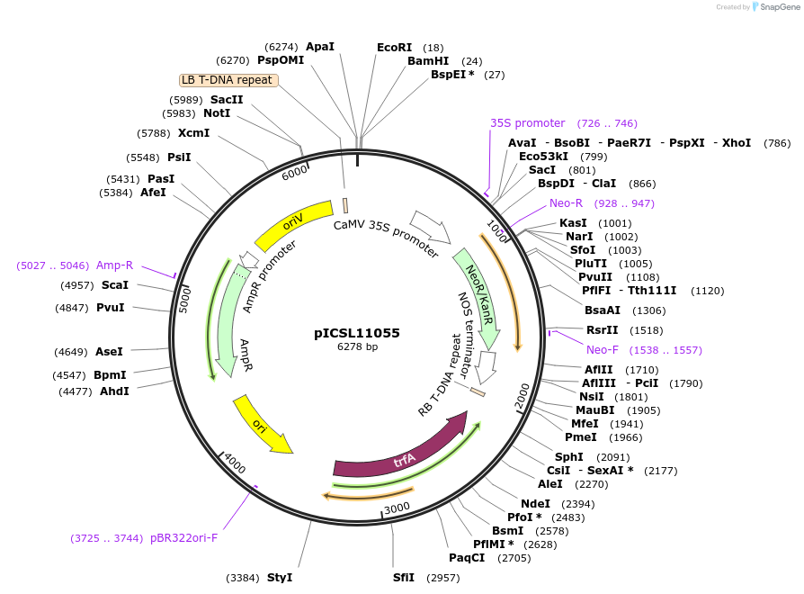68252-plasmid-map-sequence-id-119197