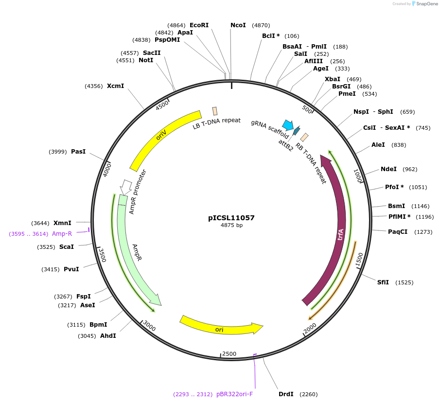 68253-plasmid-map-sequence-id-119198
