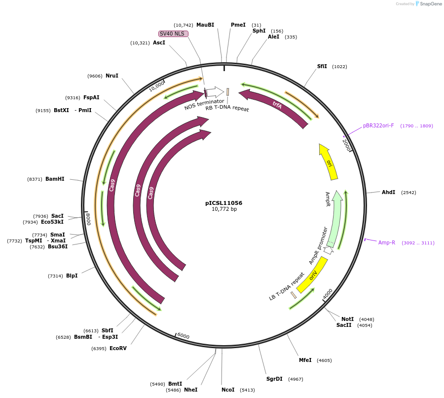 68258-plasmid-map-sequence-id-119203