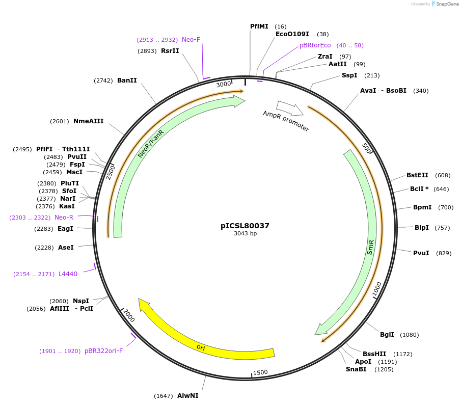 68260-plasmid-map-sequence-id-119205