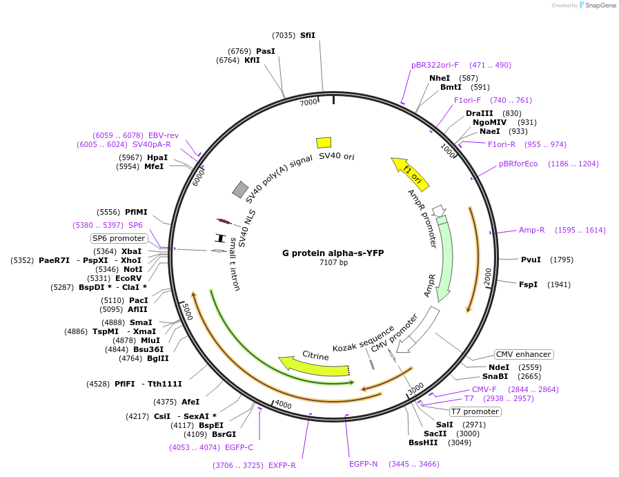 55781-plasmid-map-sequence-id-119279