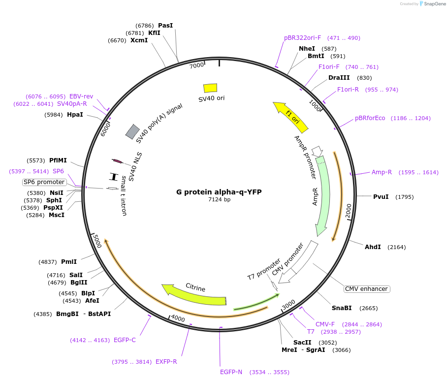 55782-plasmid-map-sequence-id-119295