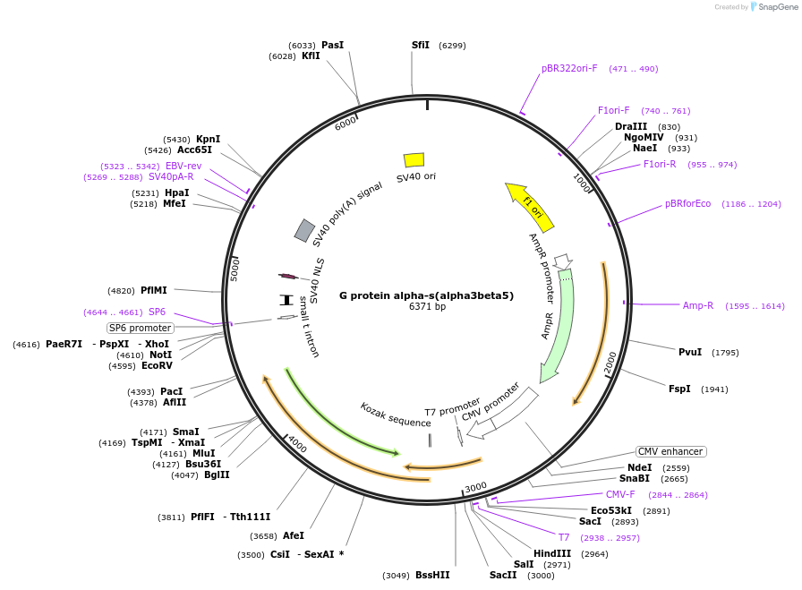 55799-plasmid-map-sequence-id-119340