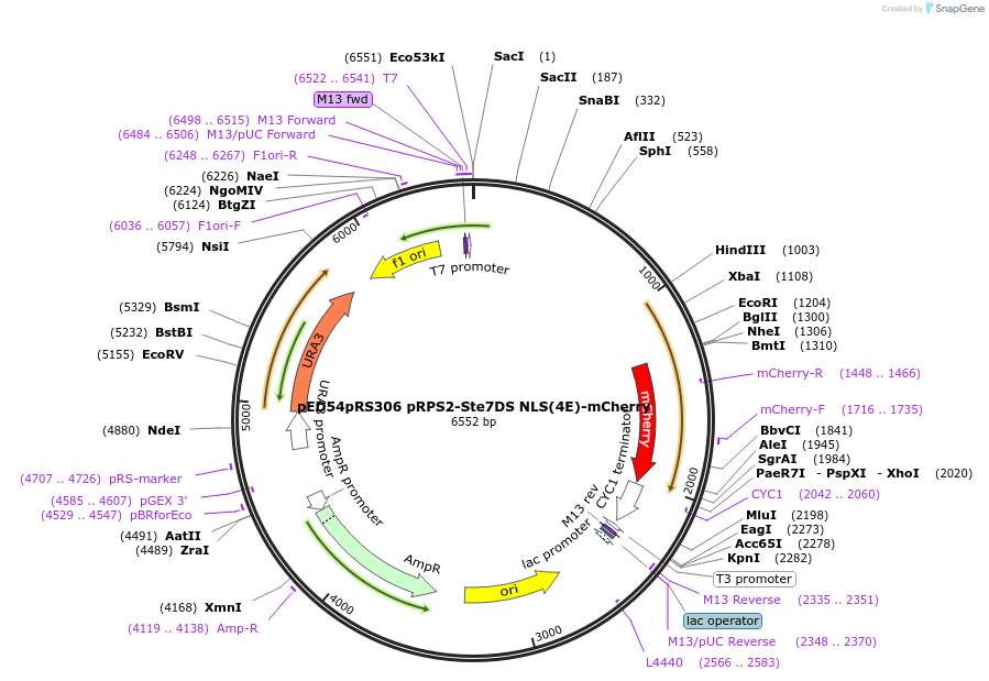 68276-plasmid-map-sequence-id-119442