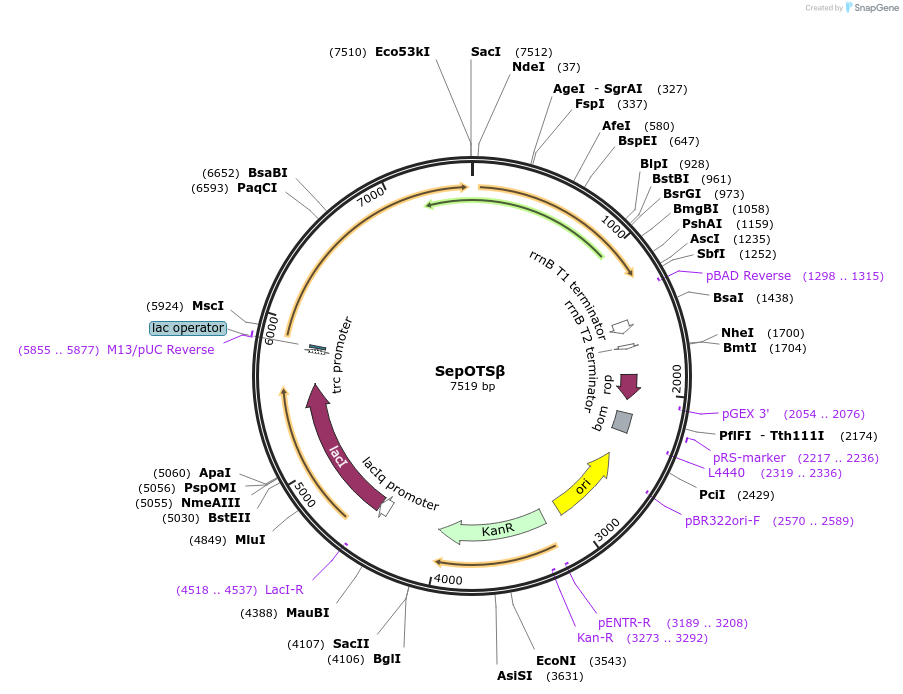 68283-plasmid-map-sequence-id-119479
