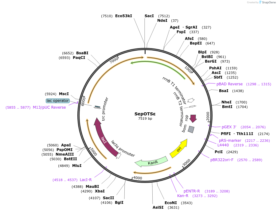 68286-plasmid-map-sequence-id-119483