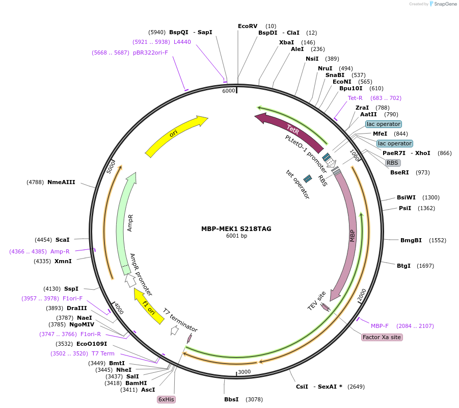 68301-plasmid-map-sequence-id-119496