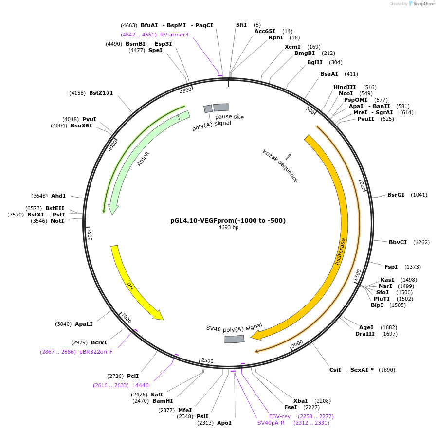 66129-plasmid-map-sequence-id-119500