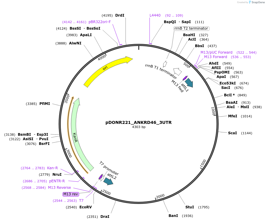 65861-plasmid-map-sequence-id-119511