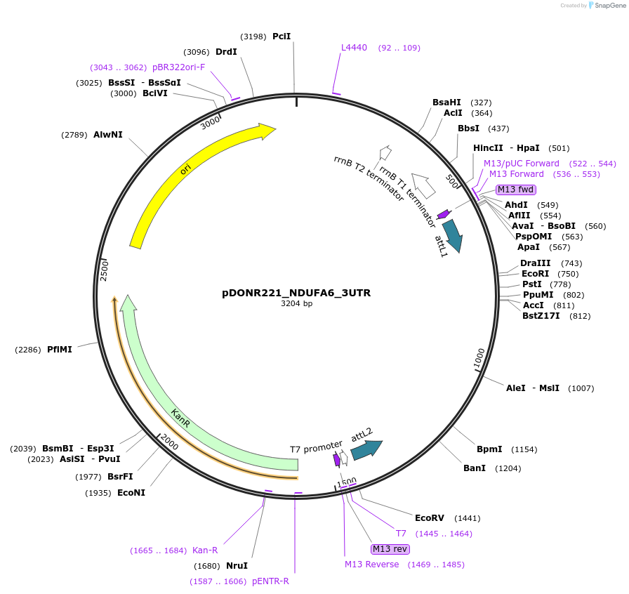 65863-plasmid-map-sequence-id-119516