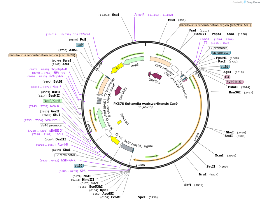 68315-plasmid-map-sequence-id-119526