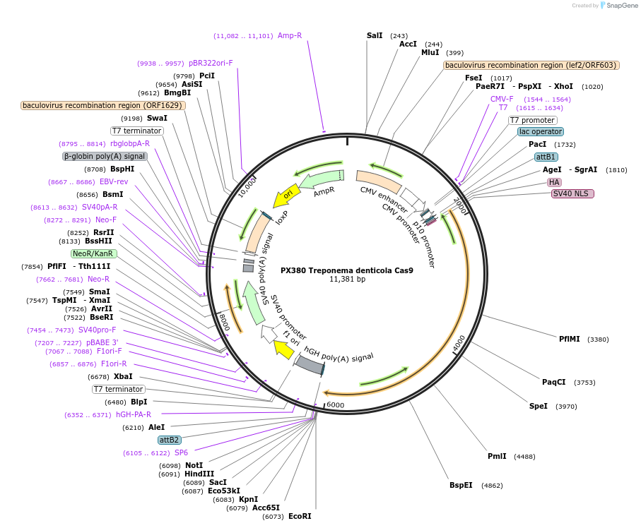68317-plasmid-map-sequence-id-119529