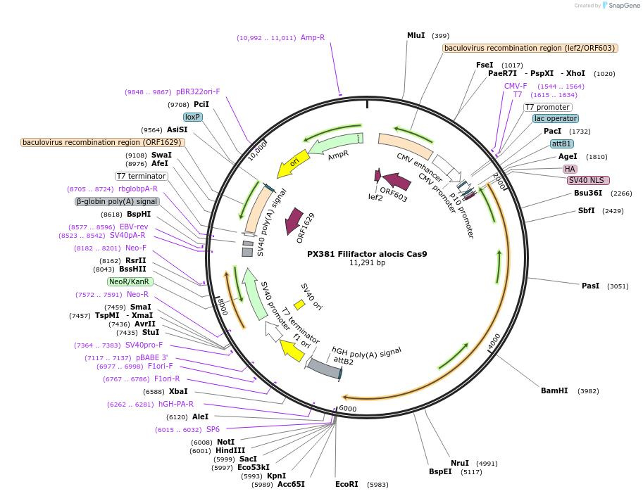 68318-plasmid-map-sequence-id-119531