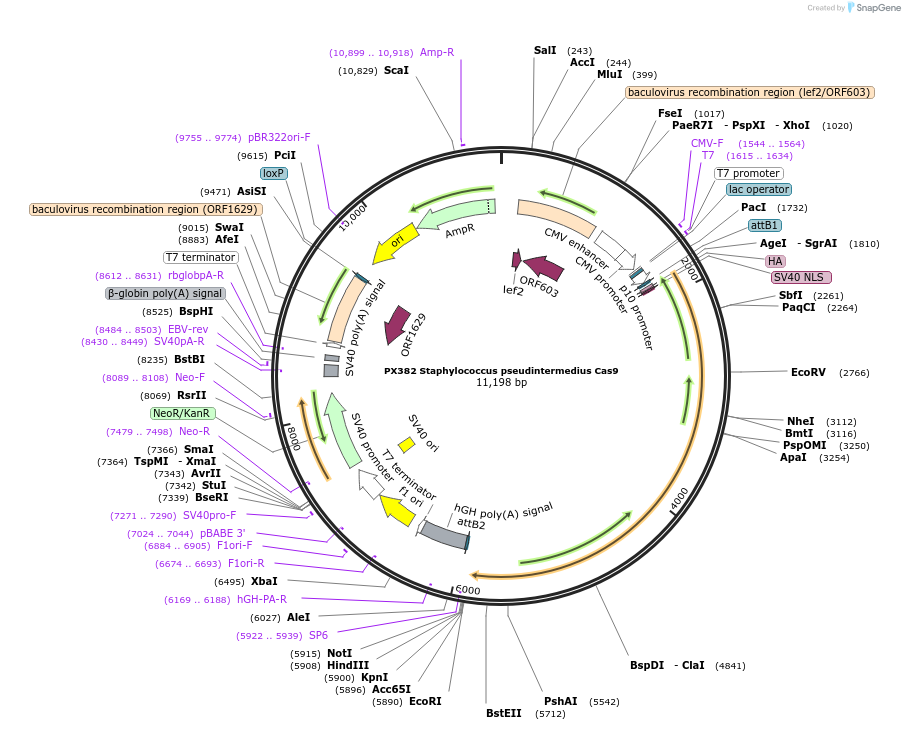 68319-plasmid-map-sequence-id-119533