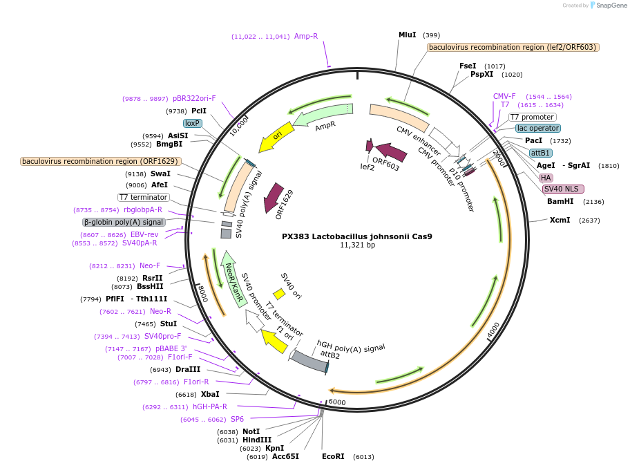 68320-plasmid-map-sequence-id-119535