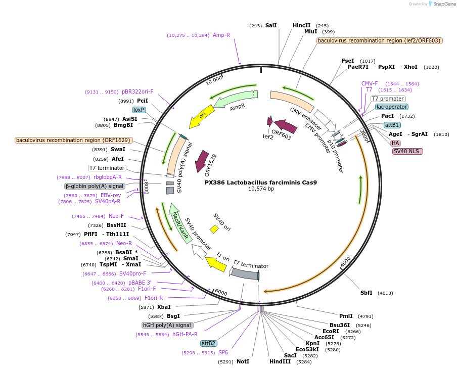 68323-plasmid-map-sequence-id-119538