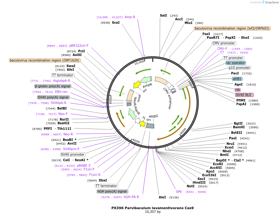 68333-plasmid-map-sequence-id-119549