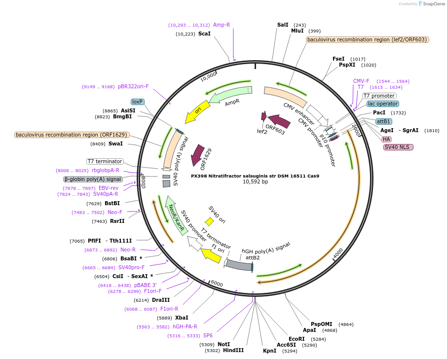 68334-plasmid-map-sequence-id-119555