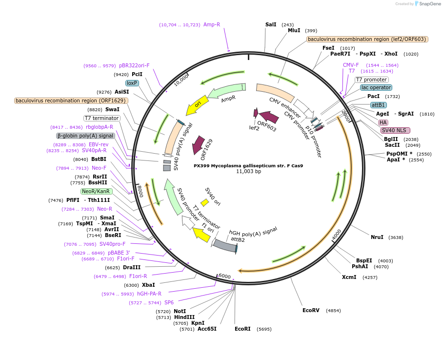 68335-plasmid-map-sequence-id-119556