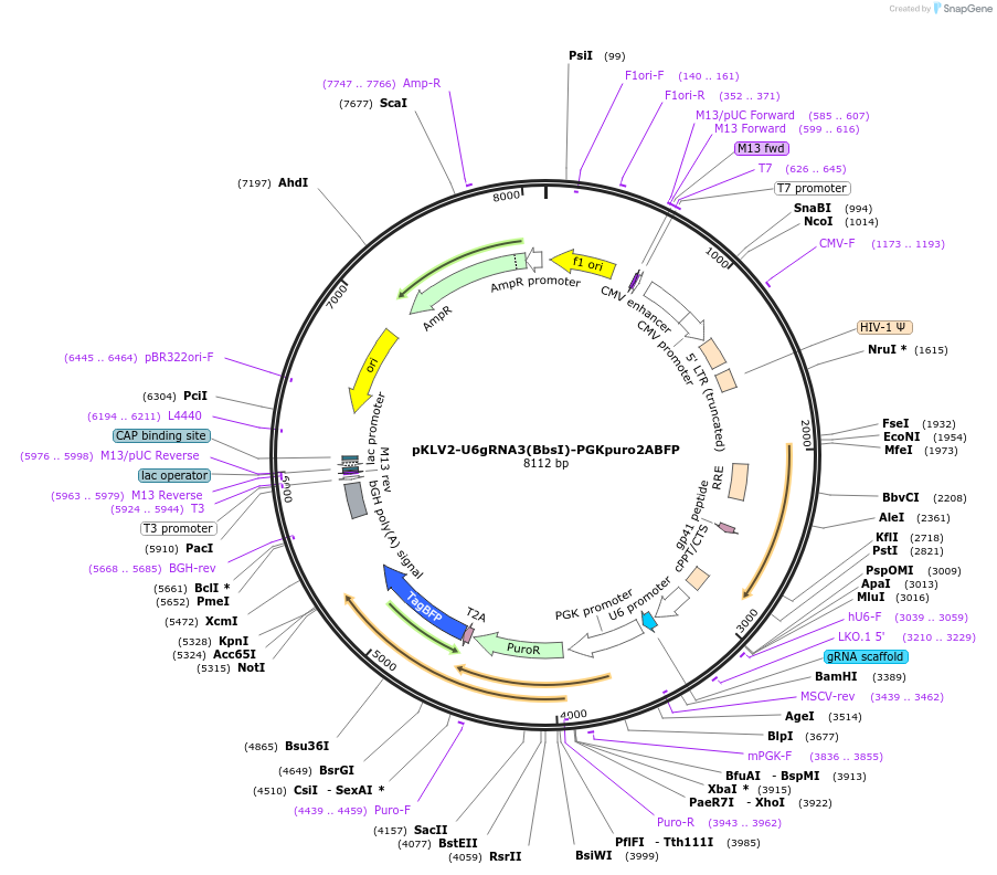 67990-plasmid-map-sequence-id-119608