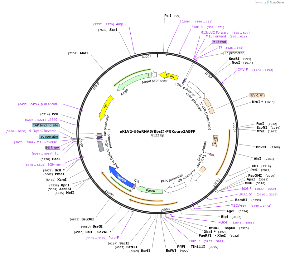 67991-plasmid-map-sequence-id-119609