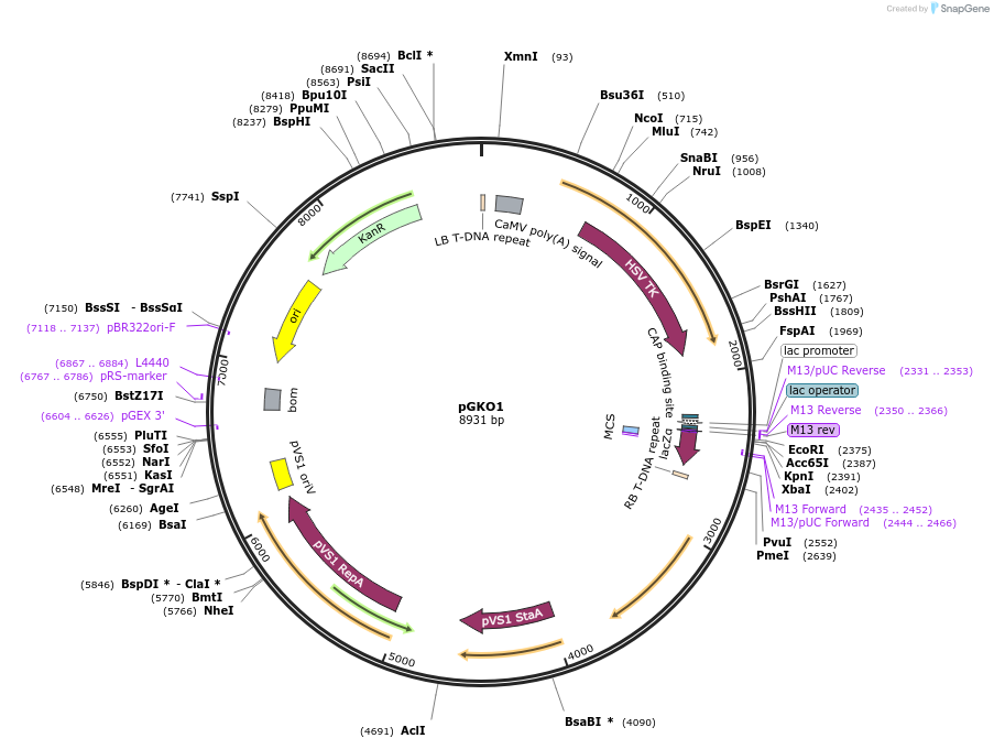 63611-plasmid-map-sequence-id-119638