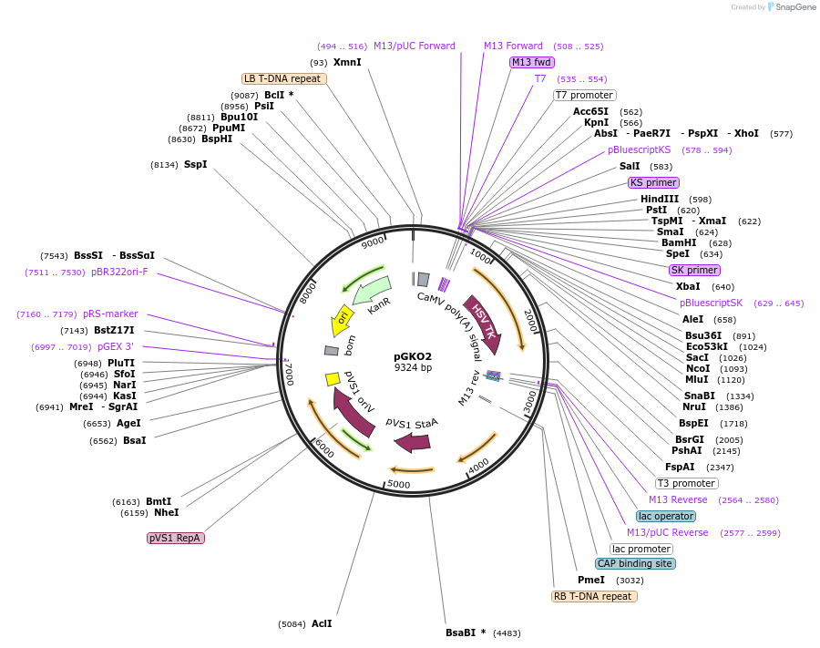 63617-plasmid-map-sequence-id-119644