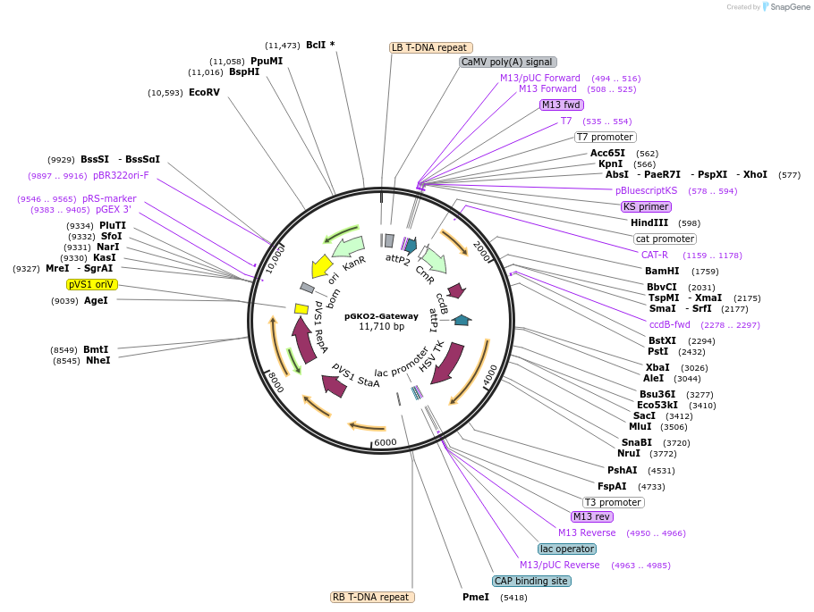 63618-plasmid-map-sequence-id-119646