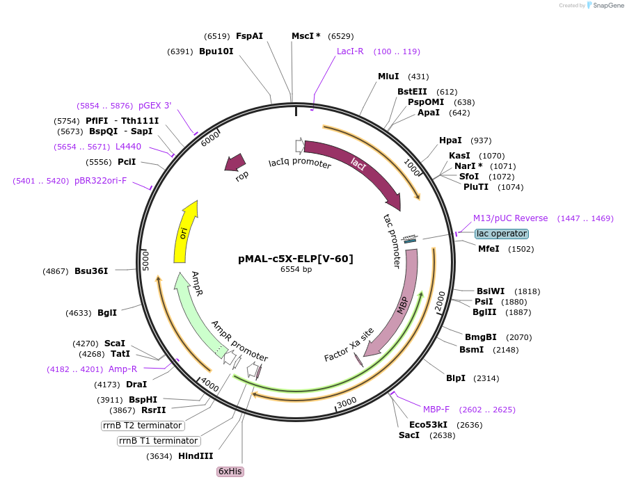 67013-plasmid-map-sequence-id-119957