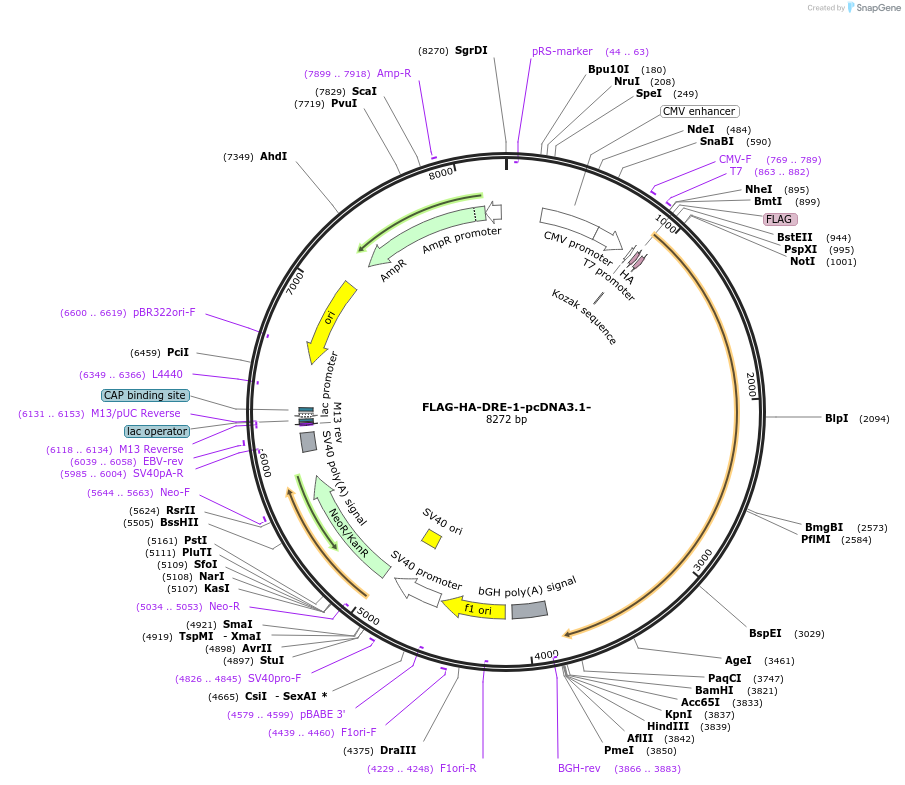 52513-plasmid-map-sequence-id-120003