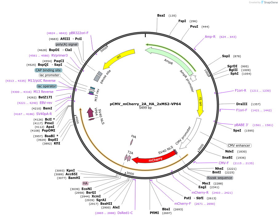 68419-plasmid-map-sequence-id-120197